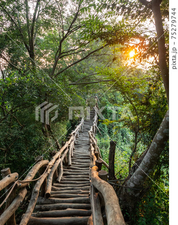 景色 風景 木 75279744