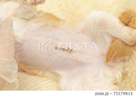 犬の避妊・去勢の手術跡 75279813