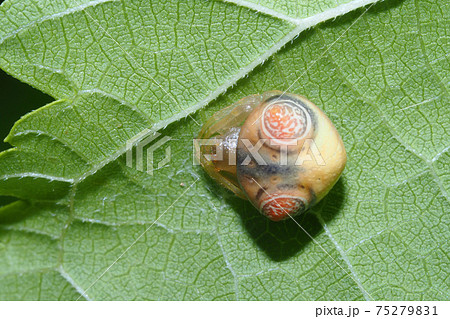 オオトリノフンダマシ（メス） 75279831