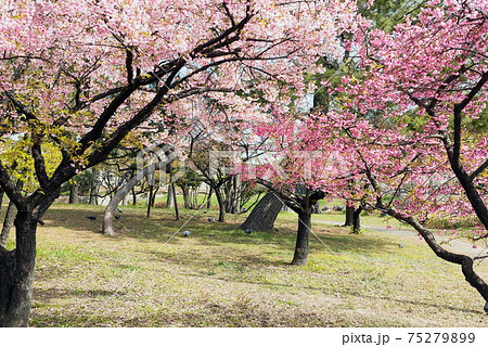 住之江公園の寒緋桜 住之江公園の寒緋桜 75279899