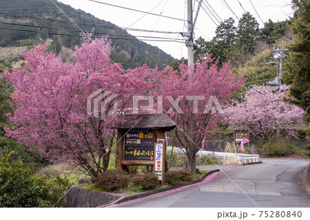 おかめ桜祭り　根府川地区周辺の風景　根府川のおかめ桜 75280840