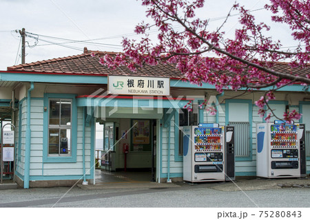 おかめ桜祭り　根府川地区周辺の風景　根府川のおかめ桜 75280843