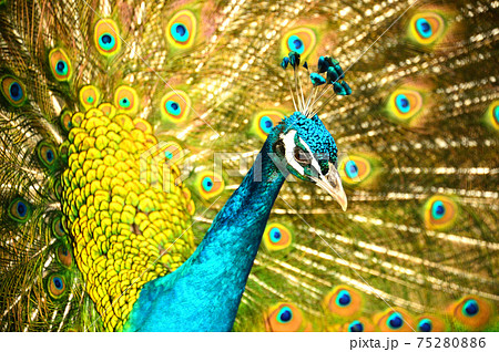 孔雀　 75280886
