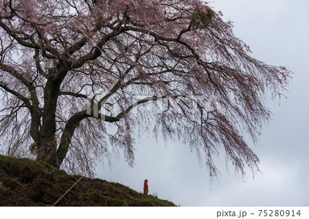 上発知のシダレ桜 75280914