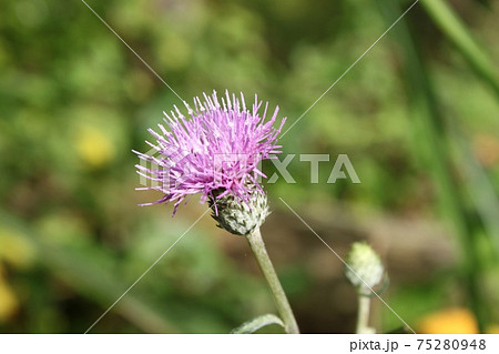 小木津山自然公園のあざみ 75280948