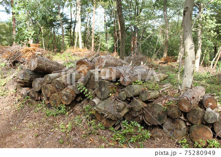 小木津山自然公園の樹木 75280949