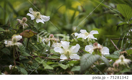 横から見た木苺の花 クサイチゴの写真素材