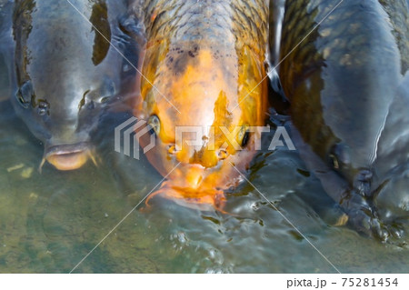 池の鯉 75281454