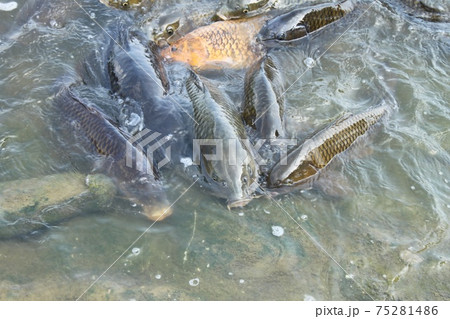 池の鯉 池の鯉 75281486