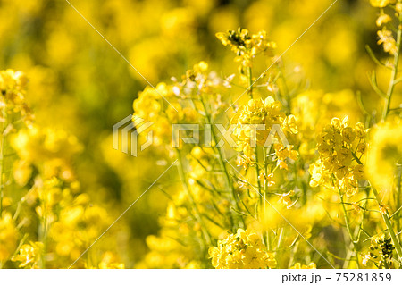 満開の菜の花 千葉県市川市 日本の写真素材