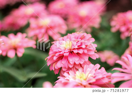 Pink flower with colorful. Pink flower with colorful. 75281977