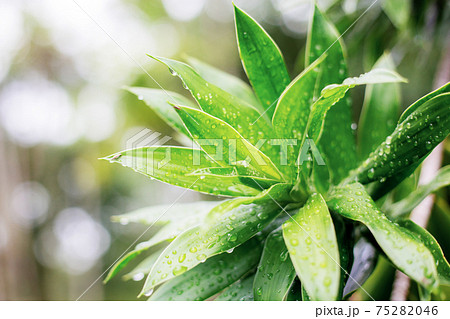leaves and drops with sunlight. 75282046