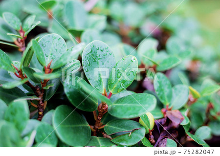 Leaves and droplet with sunlight. Leaves and droplet with sunlight. 75282047