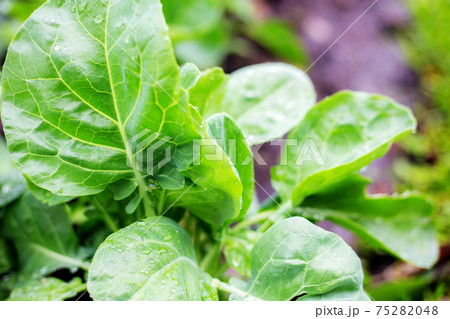 Kale on plots in farm. Kale on plots in farm. 75282048