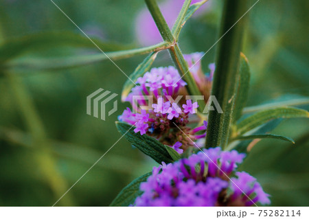 Purple flowers of nature. 75282114