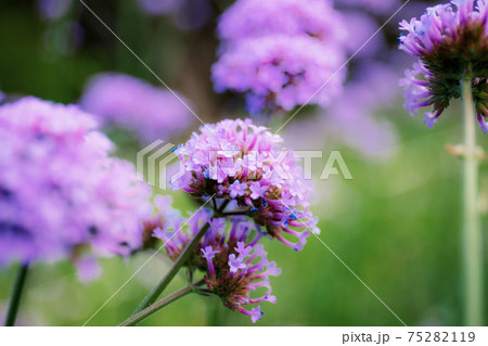 Purple flowers head in winter. 75282119