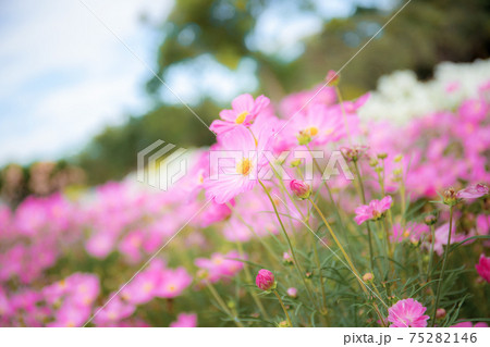 Pink cosmos flowers in winter. Pink cosmos flowers in winter. 75282146
