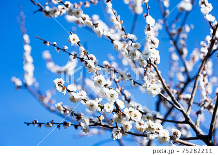 香りを漂わせながら咲き誇る梅の花の写真素材