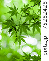青もみじ鮮やか 75282428