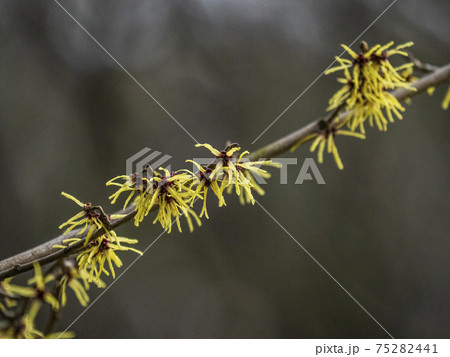 早春に咲く春告げ花シナマンサクの花 75282441
