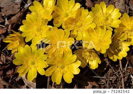 早春の光を浴びて咲き始めた野生のフクジュソウ 75282542