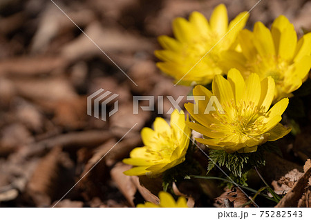 早春の光を浴びて咲き始めた野生のフクジュソウ 75282543