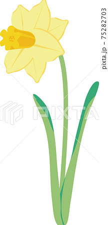 水仙 スイセン ラッパスイセン 春 花 植物 黄色 イラスト素材のイラスト素材