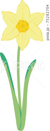 水仙　スイセン　ラッパスイセン　春　花　植物　黄色　イラスト素材 75282704