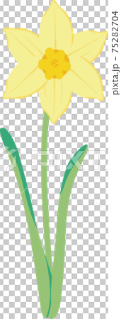 水仙　スイセン　ラッパスイセン　春　花　植物　黄色　イラスト素材 75282704