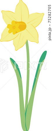 水仙　スイセン　ラッパスイセン　春　花　植物　黄色　イラスト素材 75282705