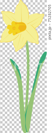 Narcissus narcissus daffodil spring flower plant yellow illustration material 75282705