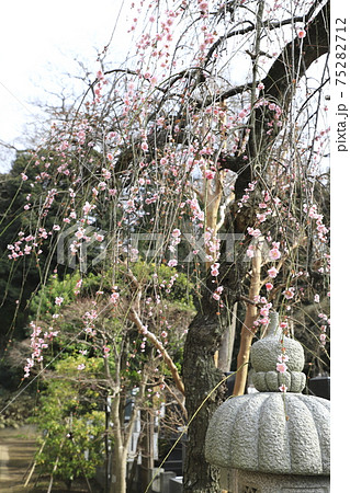 赤城山光明院　しだれ梅　千葉県流山市流山　　　 75282712