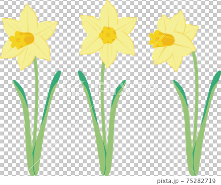 Narcissus narcissus daffodil spring flower plant yellow illustration material set 75282719