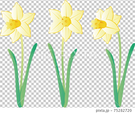 水仙　スイセン　ラッパスイセン　春　花　植物　黄色　イラスト素材セット 75282720