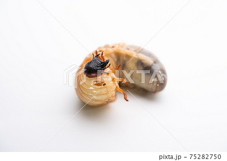 カブトムシの幼虫を白背景で写真撮影 カブトムシの幼虫を白背景で写真撮影 75282750