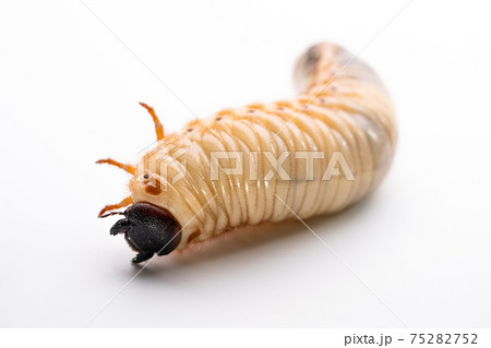 カブトムシの幼虫を白背景で写真撮影 75282752