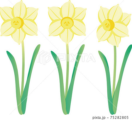 水仙 スイセン ニホンスイセン 春 花 植物 黄色 イラスト素材セットのイラスト素材