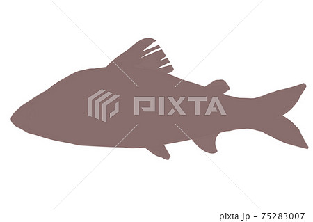 鮎　シルエット 75283007