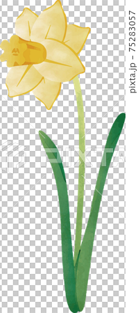 Narcissus narcissus daffodil watercolor spring flower illustration material 75283057