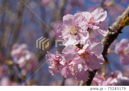 桜 桜 75283179