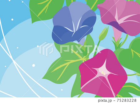 朝顔のイラストのイラスト素材