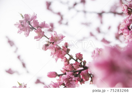 四季の森公園に咲く横浜緋桜(さくら) 四季の森公園に咲く横浜緋桜(さくら) 75283266