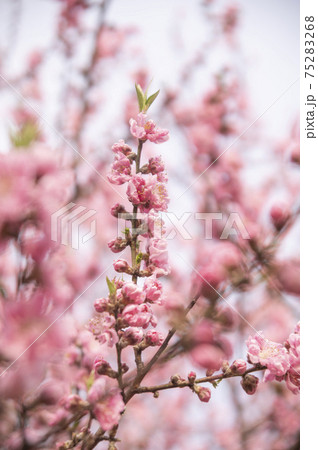 四季の森公園に咲く横浜緋桜（さくら） 75283268
