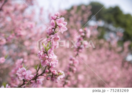 四季の森公園に咲く横浜緋桜（さくら） 75283269
