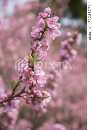 四季の森公園に咲く横浜緋桜(さくら) 四季の森公園に咲く横浜緋桜(さくら) 75283270
