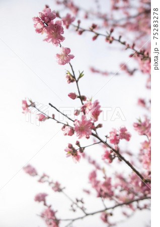 四季の森公園に咲く横浜緋桜(さくら) 四季の森公園に咲く横浜緋桜(さくら) 75283278