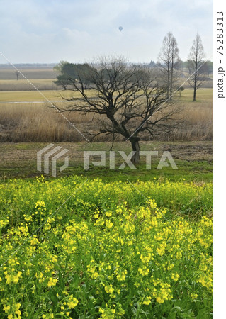 渡良瀬遊水地の堤防に咲く水滴付く菜の花 渡良瀬遊水地の堤防に咲く水滴付く菜の花 75283313