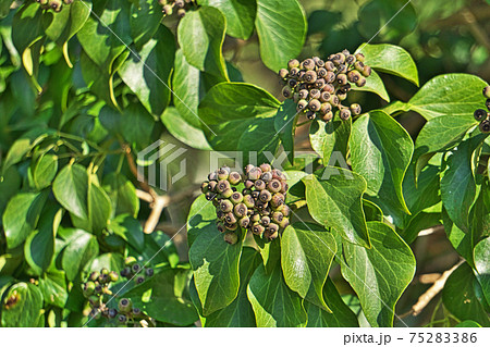 こげ茶色のキヅタの実 こげ茶色のキヅタの実 75283386
