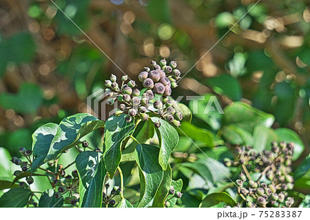こげ茶色のキヅタの実 こげ茶色のキヅタの実 75283387