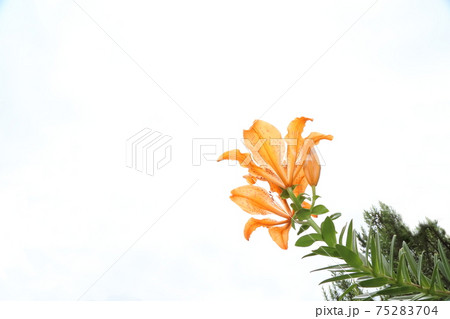 スカシユリ 75283704